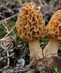 Весна в лесу: какие грибы появляются раньше всех Какие съедобные грибы появляются первыми