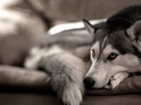 Как пережить смерть собаки: рекомендации психолога, личный опыт