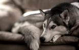 Как пережить смерть собаки: рекомендации психолога, личный опыт